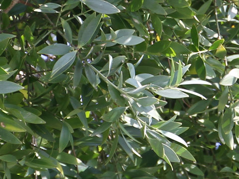 Podocarpus nagi