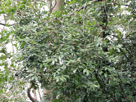 Podocarpus nagi