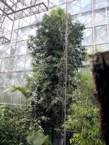 Podocarpus nagi