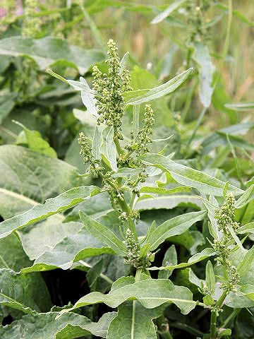 Rumex crispus