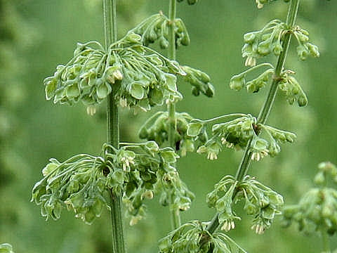 Rumex crispus