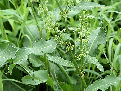 Rumex crispus