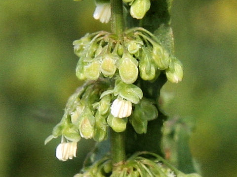 Rumex crispus