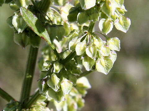 Rumex crispus