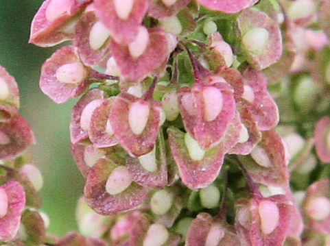 Rumex crispus