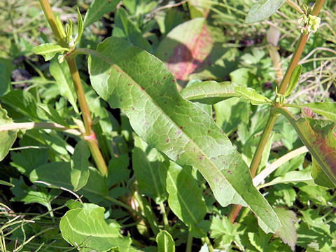 Rumex crispus