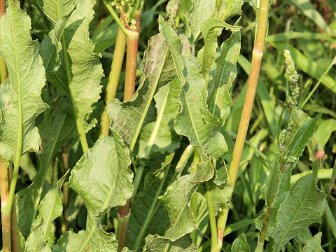 Rumex crispus