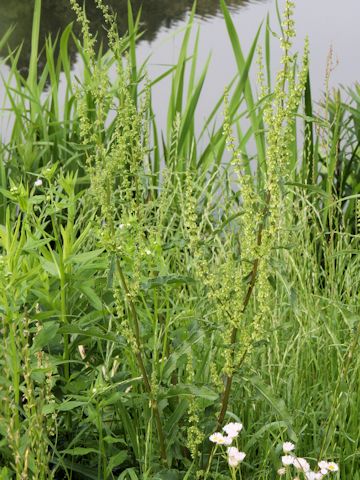 Rumex crispus