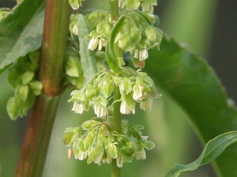 Rumex crispus