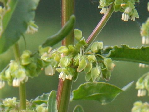 Rumex crispus