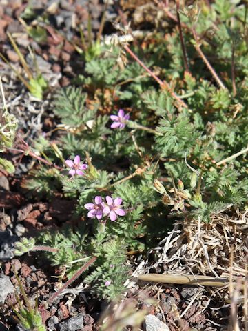 Erodium botrys