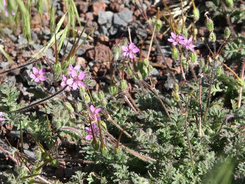 Erodium botrys