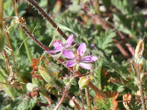 Erodium botrys