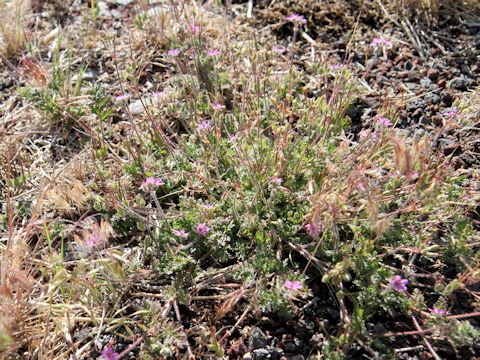 Erodium botrys