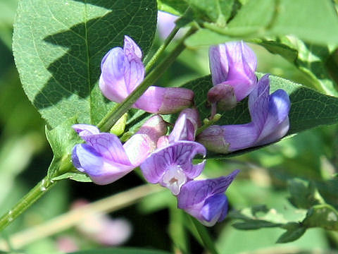 Vicia unijuga