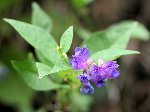 Vicia unijuga