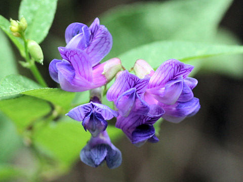 Vicia unijuga