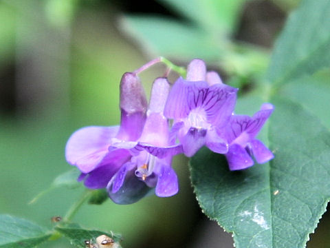 Vicia unijuga