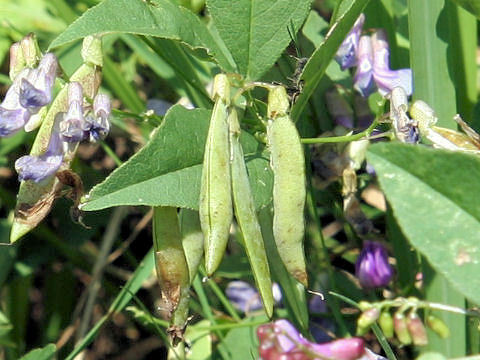 Vicia unijuga