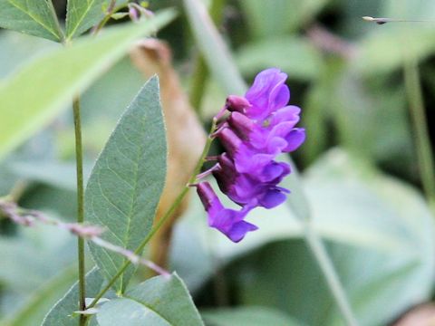 Vicia unijuga