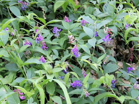 Vicia unijuga