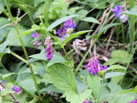 Vicia unijuga