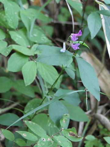 Vicia unijuga