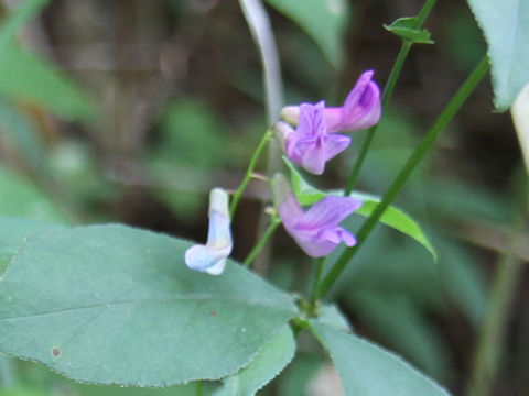 Vicia unijuga