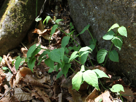 Vicia unijuga