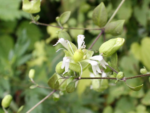 Cucubalus baccifer var. japonicus