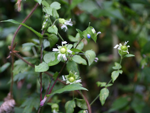 Cucubalus baccifer var. japonicus