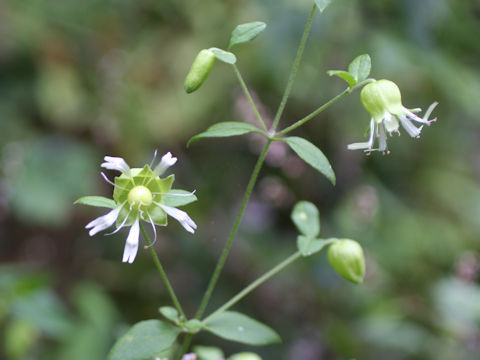 Cucubalus baccifer var. japonicus