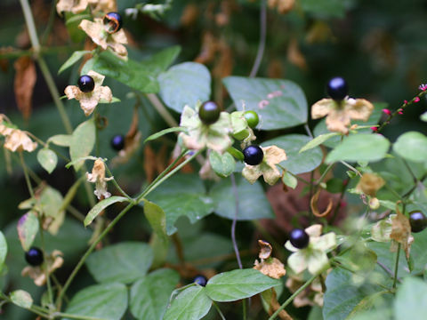 Cucubalus baccifer var. japonicus