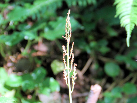 Botrychium virginianum