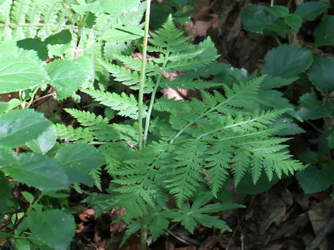 Botrychium virginianum