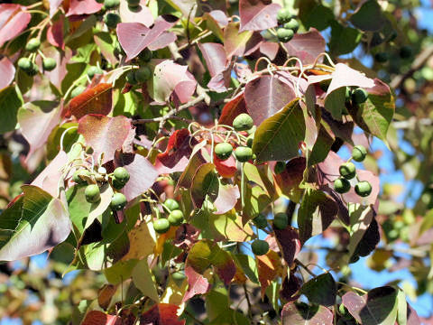 Sapium sebiferum