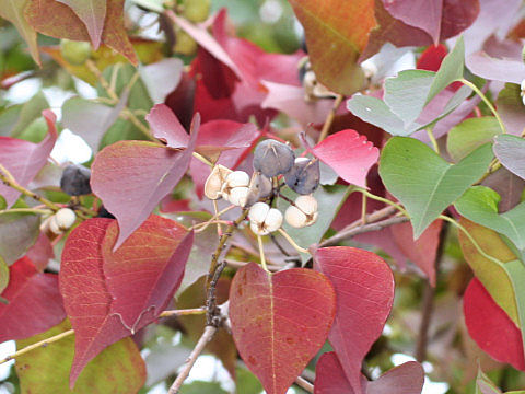 Sapium sebiferum