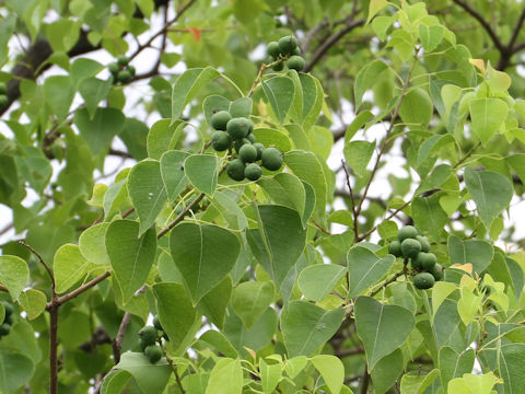 Sapium sebiferum