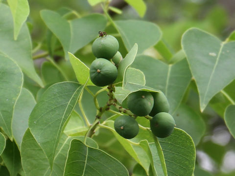 Sapium sebiferum