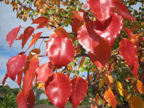 Sapium sebiferum