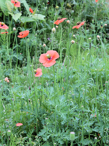 Papaver dubium