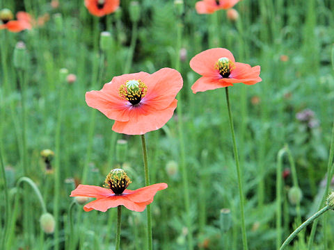 Papaver dubium