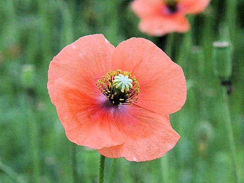 Papaver dubium