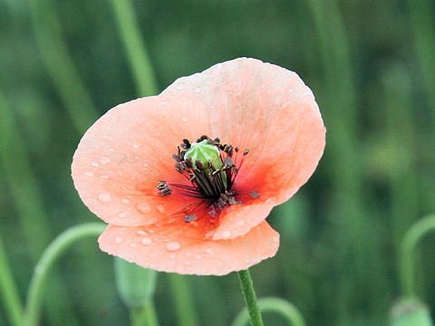 Papaver dubium