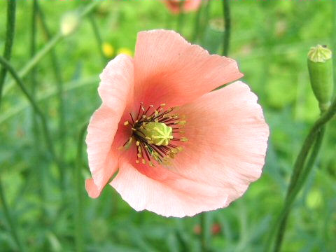 Papaver dubium