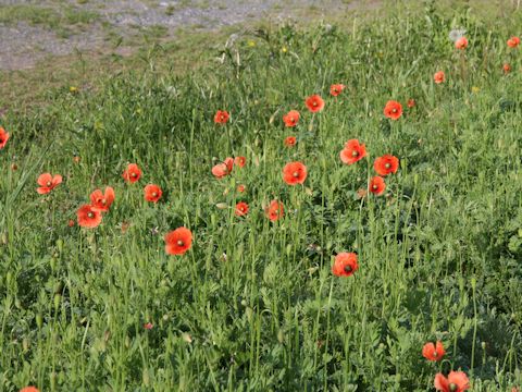 Papaver dubium