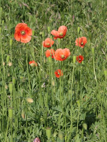 Papaver dubium