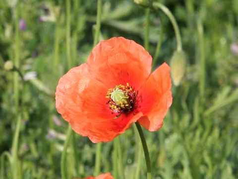 Papaver dubium