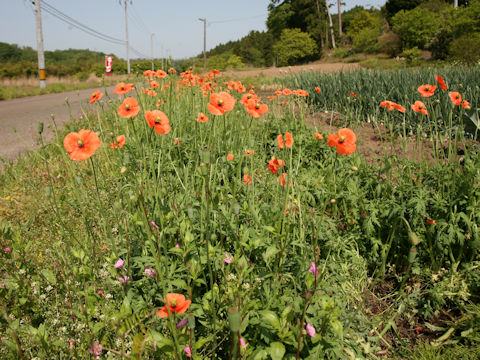 Papaver dubium