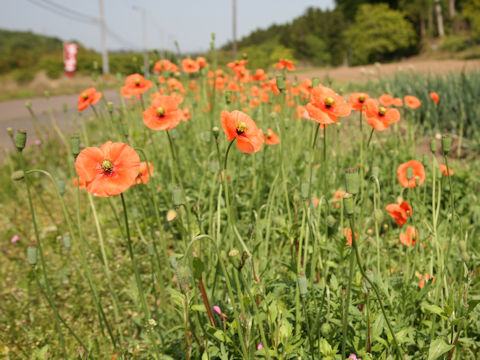 Papaver dubium